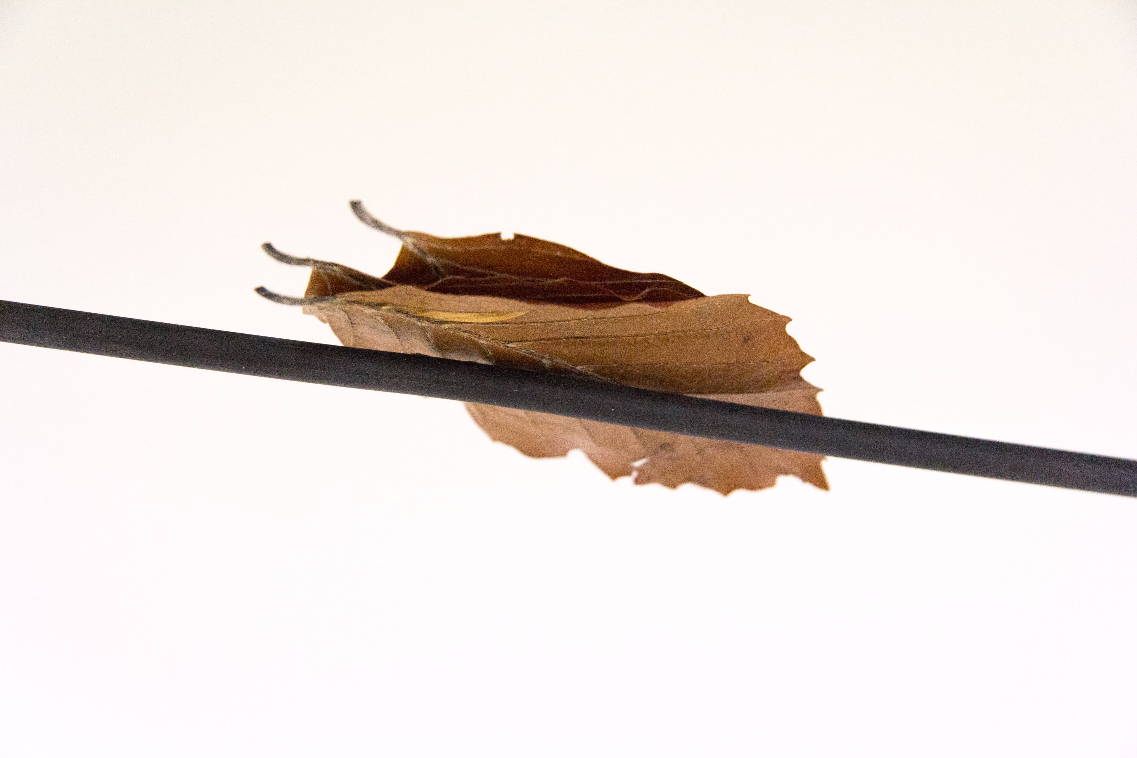 3 leaves are stacked and balance impossibly on a telephone wire in a sculpture by Richard Rigg