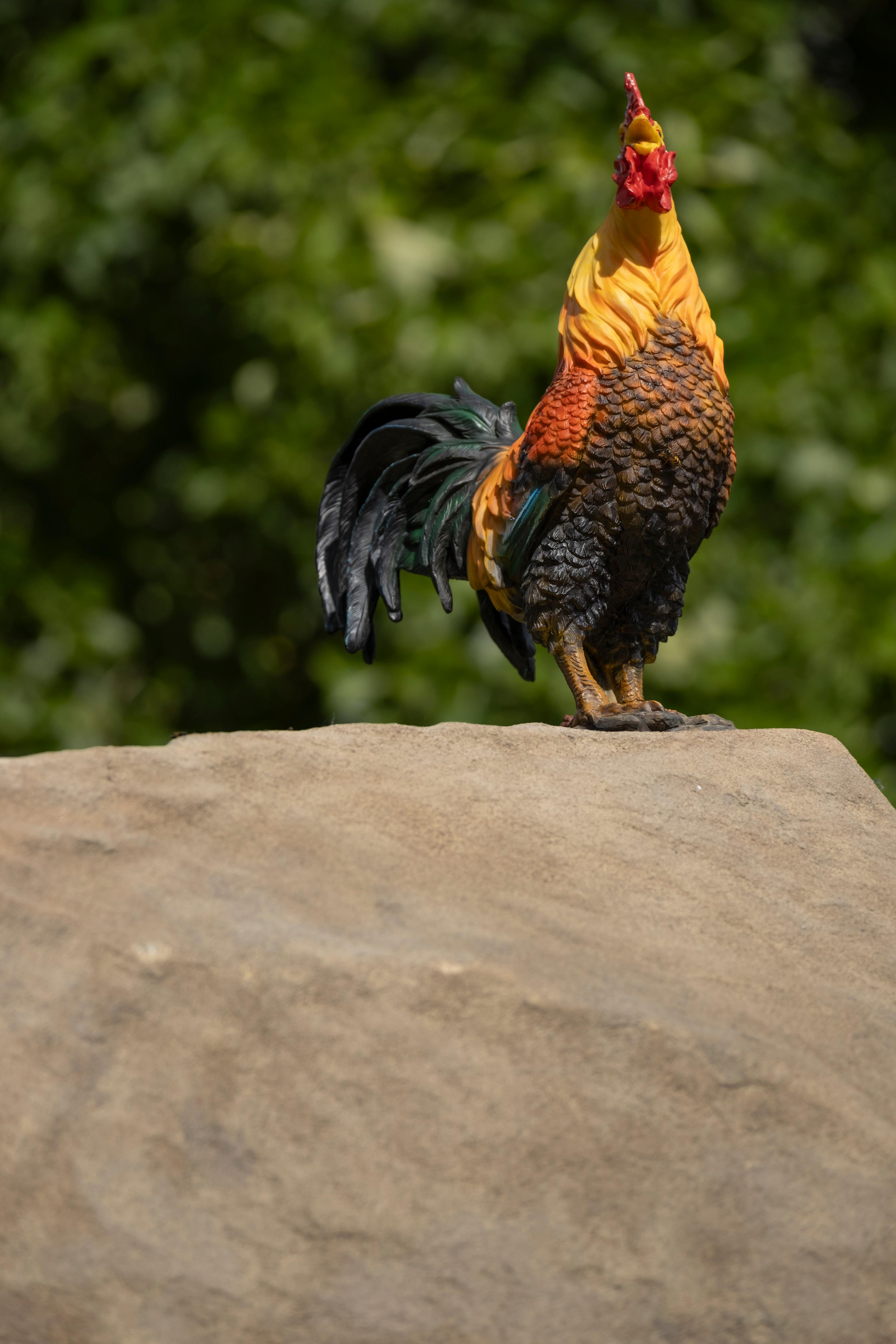 A large sculpture by Simeon Barclay of a large rock with a cockerel sitting on top placed in a grassy field