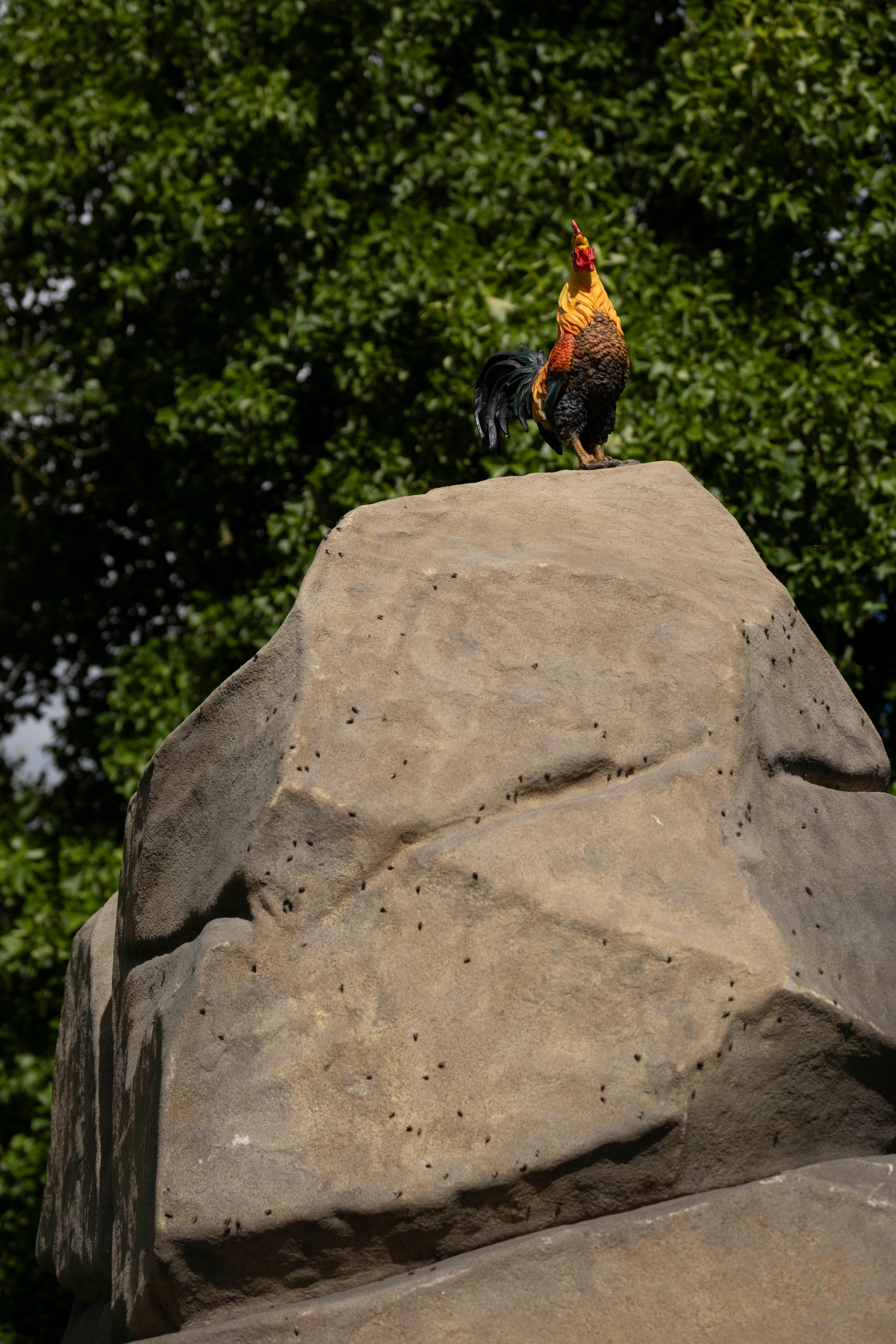 A large sculpture by Simeon Barclay of a large rock with a cockerel sitting on top placed in a grassy field