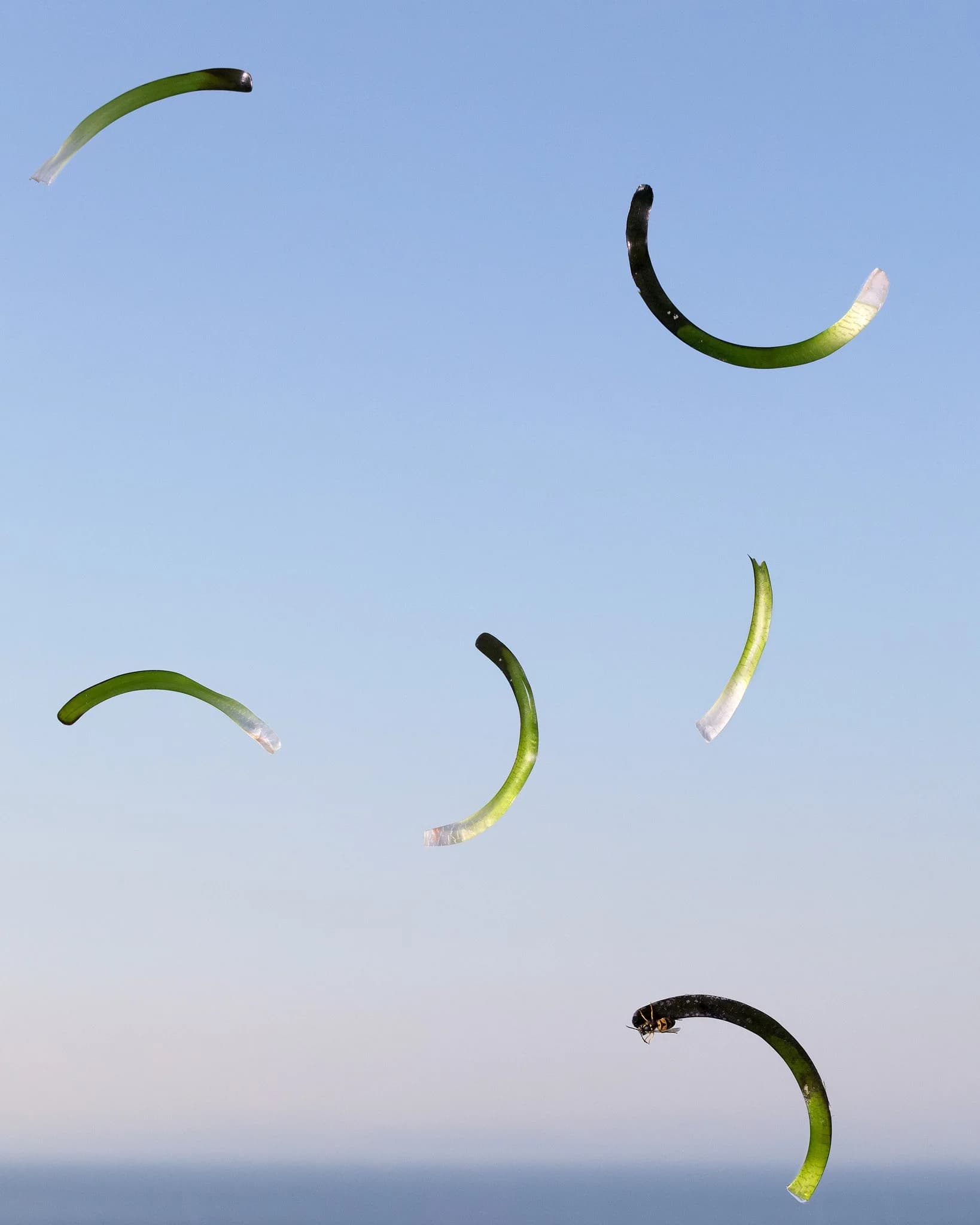 Joe Clark, Seagrass #3, 2013