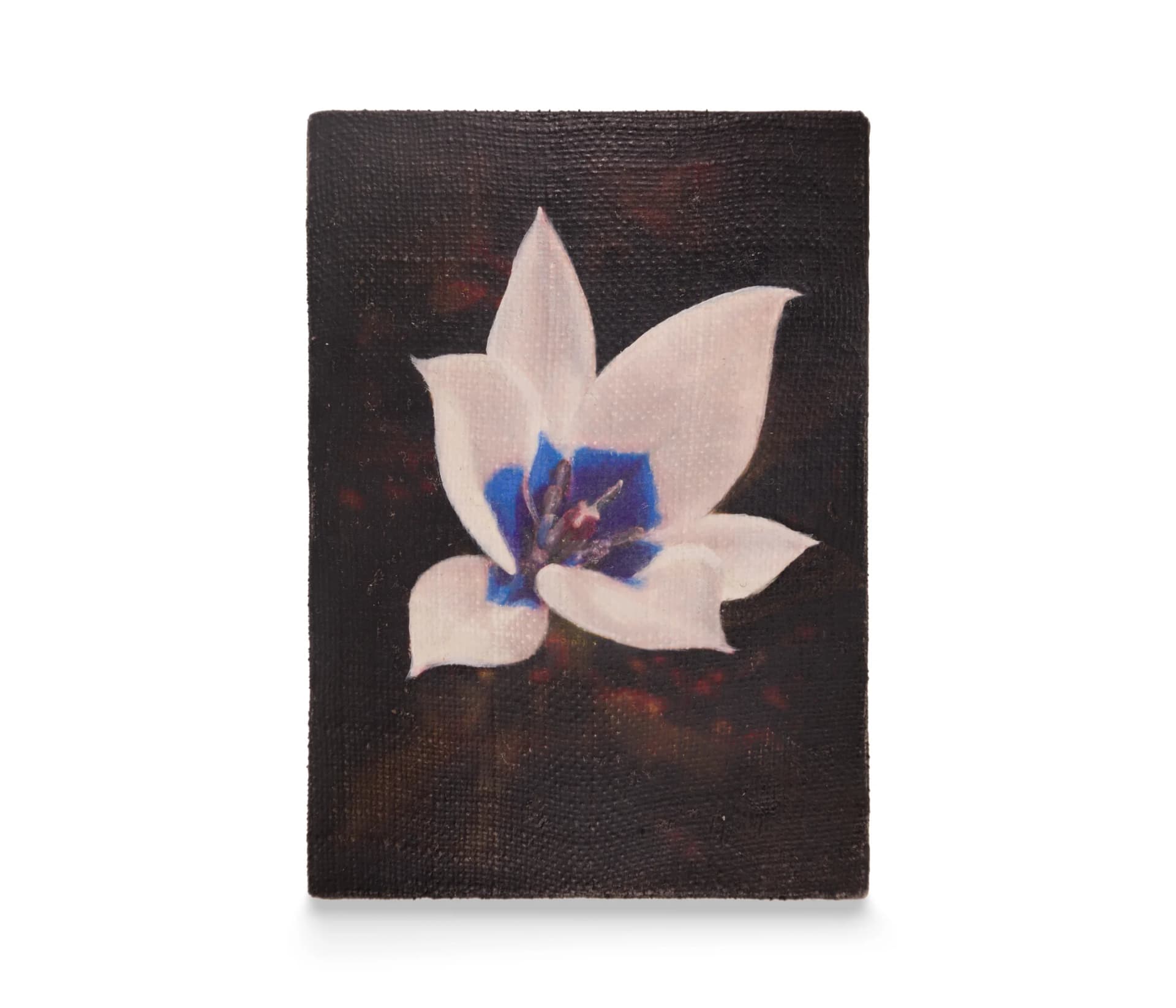 a painting of a blue and white tulip on a dark brown and red background by Joseph Jones