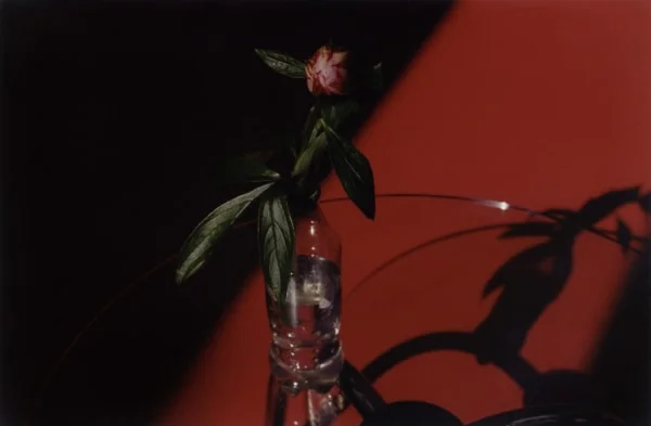 a photo of a vase of flowers on a red table
